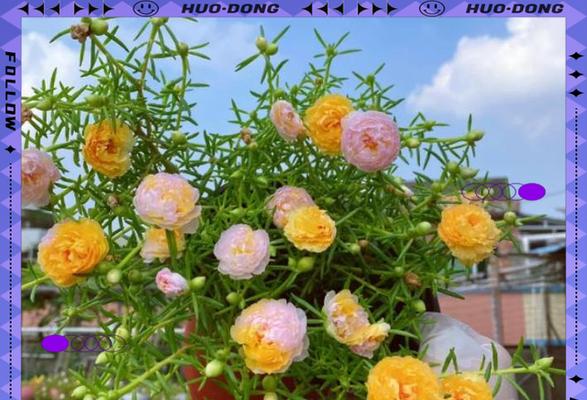 向南阳台适合种植哪些花卉？有哪些推荐？