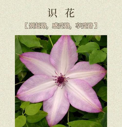 乌托邦铁线莲不重剪的养护建议是什么？