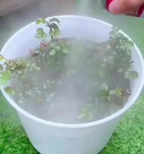 如何预防月季长小白虫？有哪些有效方法？