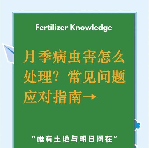如何预防月季长小白虫？有哪些有效方法？