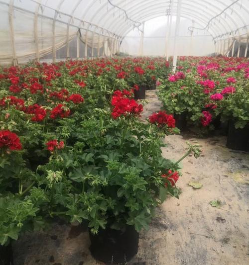 天竺葵夏季如何进行垂吊养护？