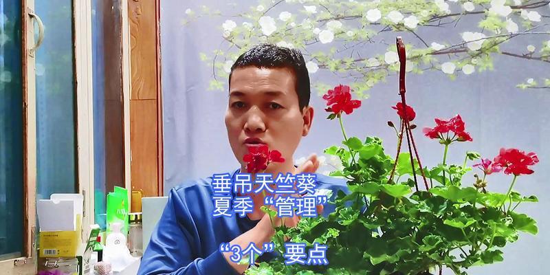 天竺葵夏季如何进行垂吊养护？
