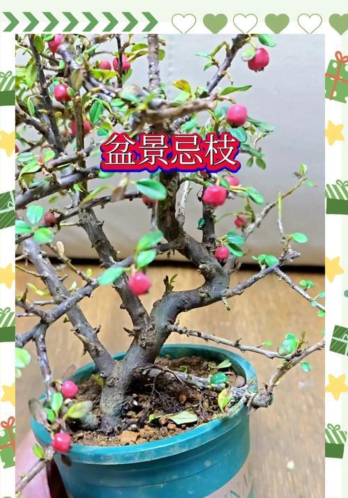 盆景蘑菇修剪技巧是什么？