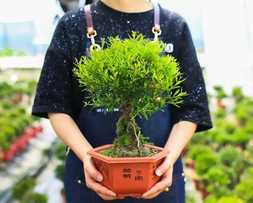盆景蘑菇修剪技巧是什么？