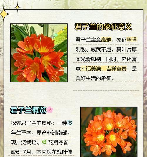 君子兰种子袋的含义是什么？