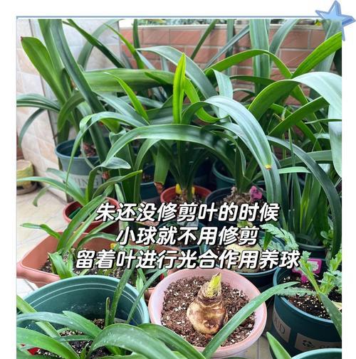 朱顶红用什么激素？如何正确使用促进开花？
