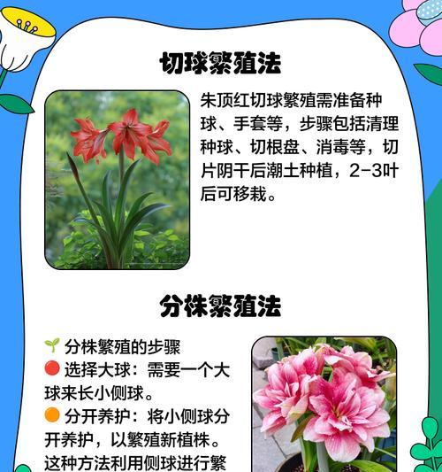 朱顶红用什么激素？如何正确使用促进开花？