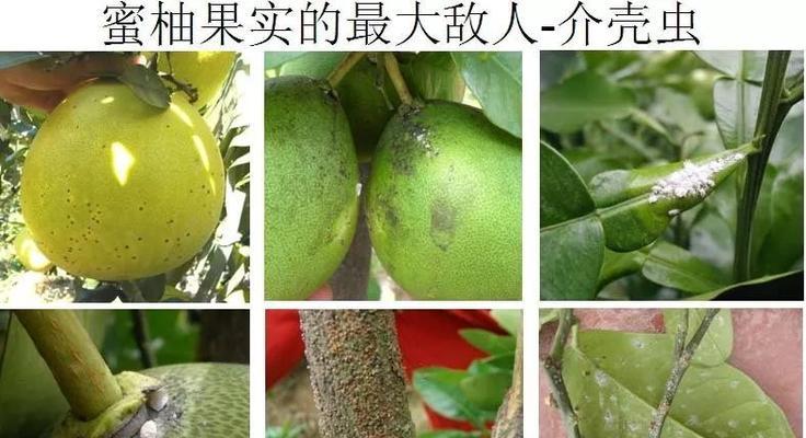 柚子叶子发黄枯死的原因及解决方法是什么？