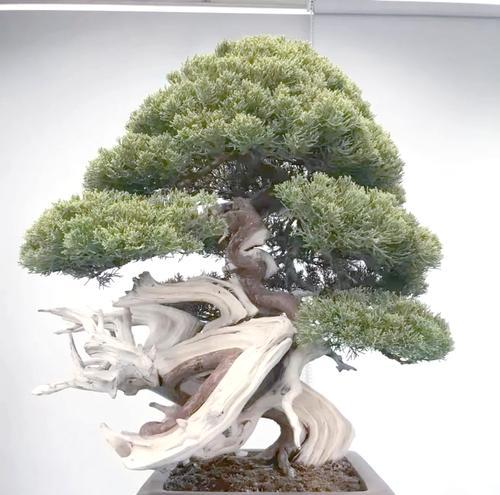 大树盆景的制作方法是什么？需要哪些步骤和技巧？