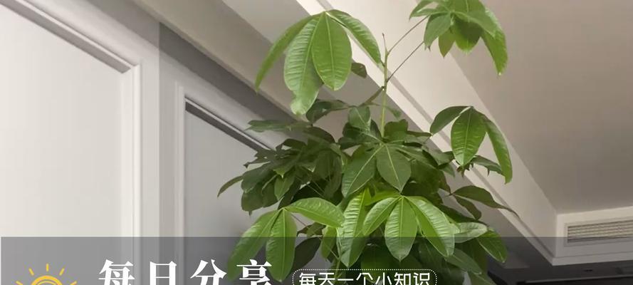 幸运木叶子为什么会发黄怎么补救？有哪些措施？