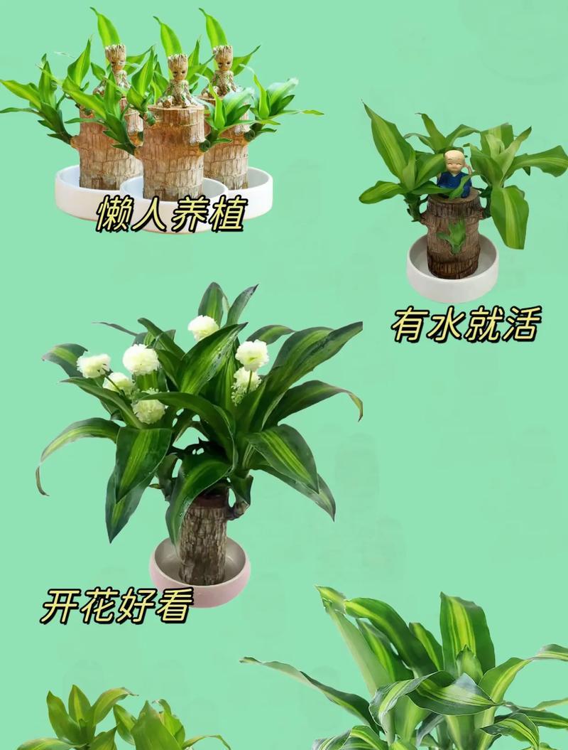 幸运木叶子为什么会发黄怎么补救？有哪些措施？