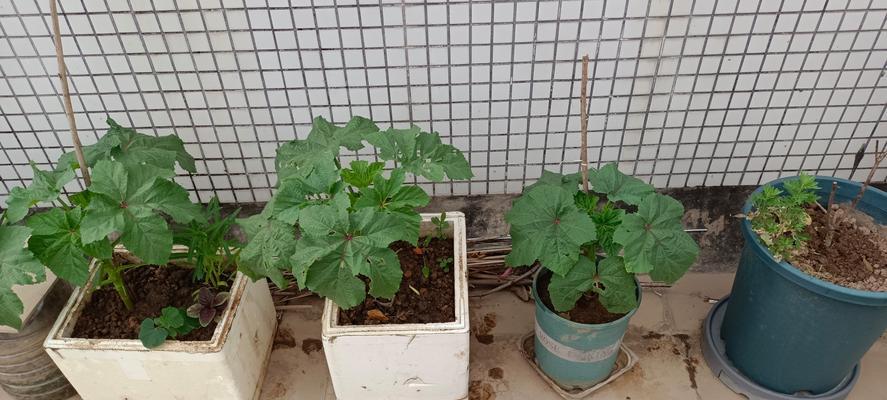 夏季可以播种什么豆类？有哪些适合夏季种植的豆类？
