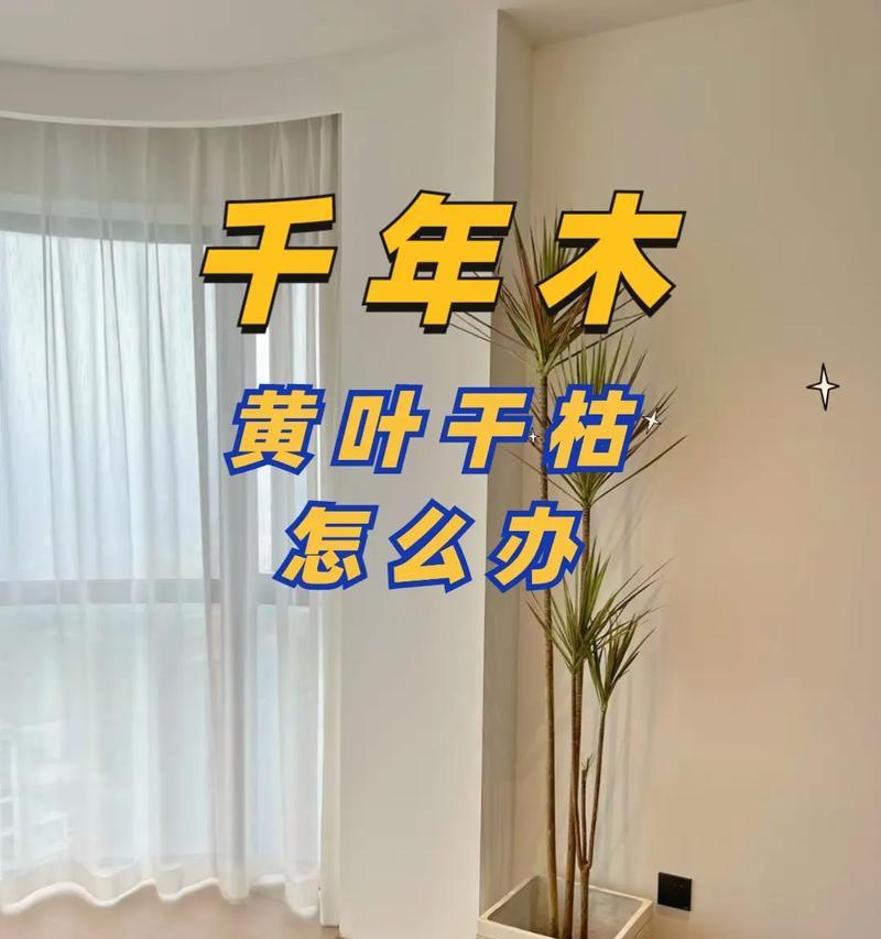 幸运木叶子为什么会发黄怎么补救？有哪些措施？