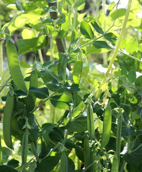 夏季可以播种什么豆类？有哪些适合夏季种植的豆类？