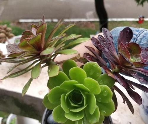 木本植物如何养得壮实？有哪些方法可以让木本植物长得更壮实？