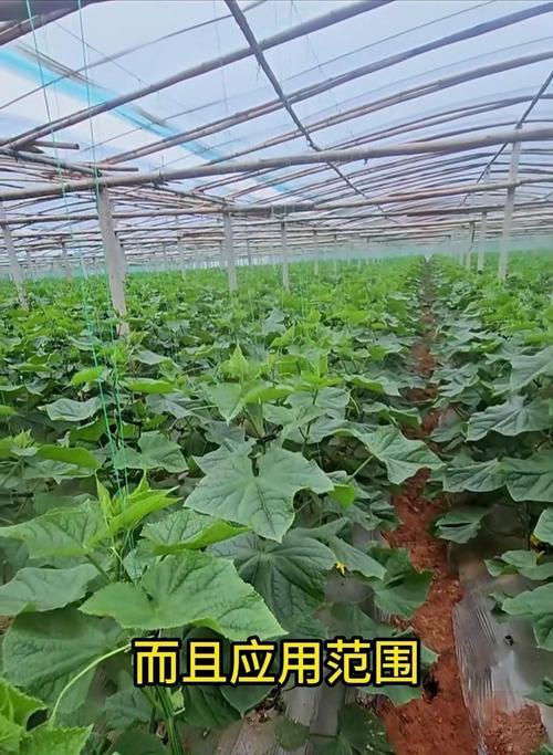 木本植物如何养得壮实？有哪些方法可以让木本植物长得更壮实？