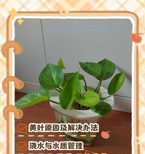 水培植物叶子全部发黄怎么办？有哪些补救措施？