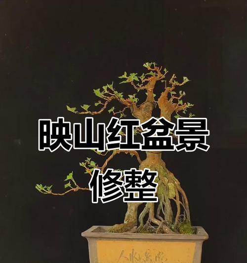 盆景类目选择的技巧是什么？
