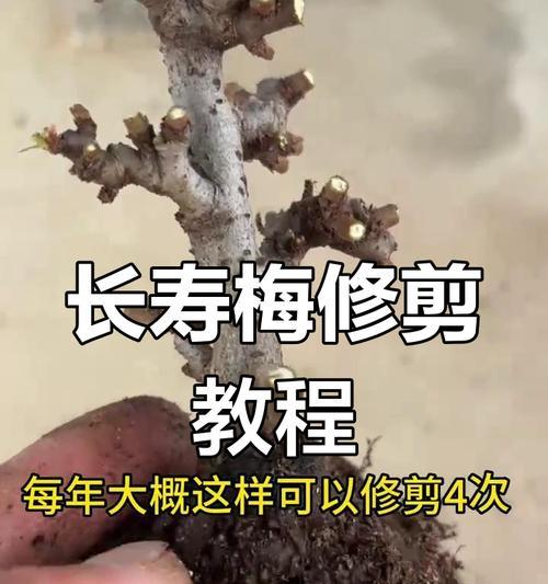 盆景类目选择的技巧是什么？