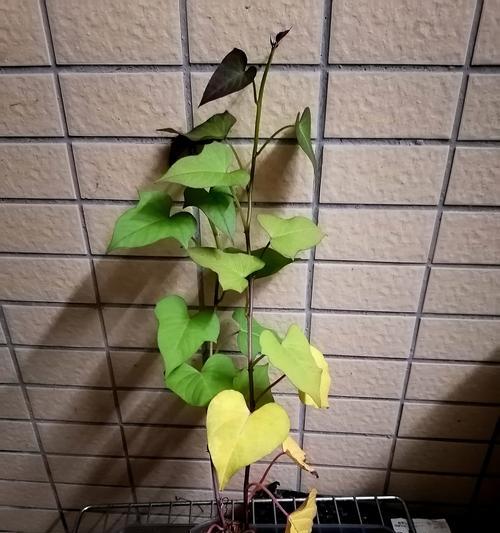水培植物叶子全部发黄怎么办？有哪些补救措施？