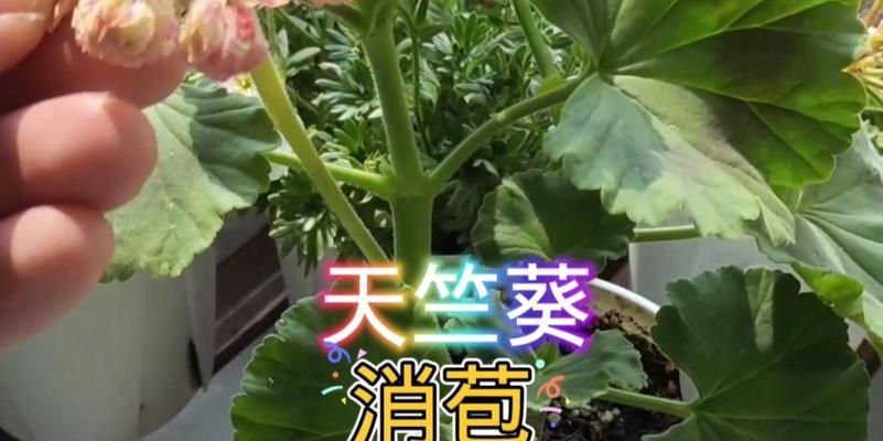 天竺葵重瓣消苞后应如何处理？