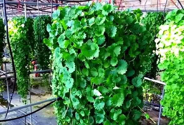 吊花浇水的正确方法是什么？怎样才能保证植物健康？