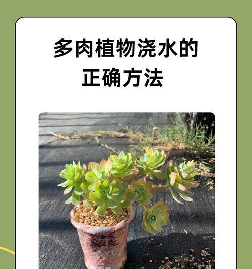 吊花浇水的正确方法是什么？怎样才能保证植物健康？