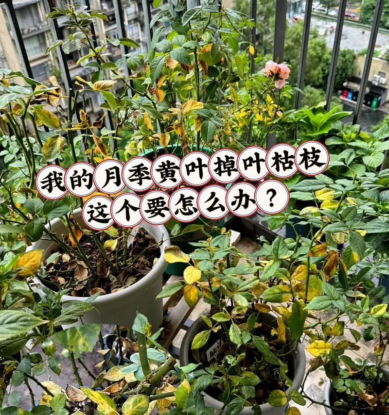 小石头养月季的方法是什么？