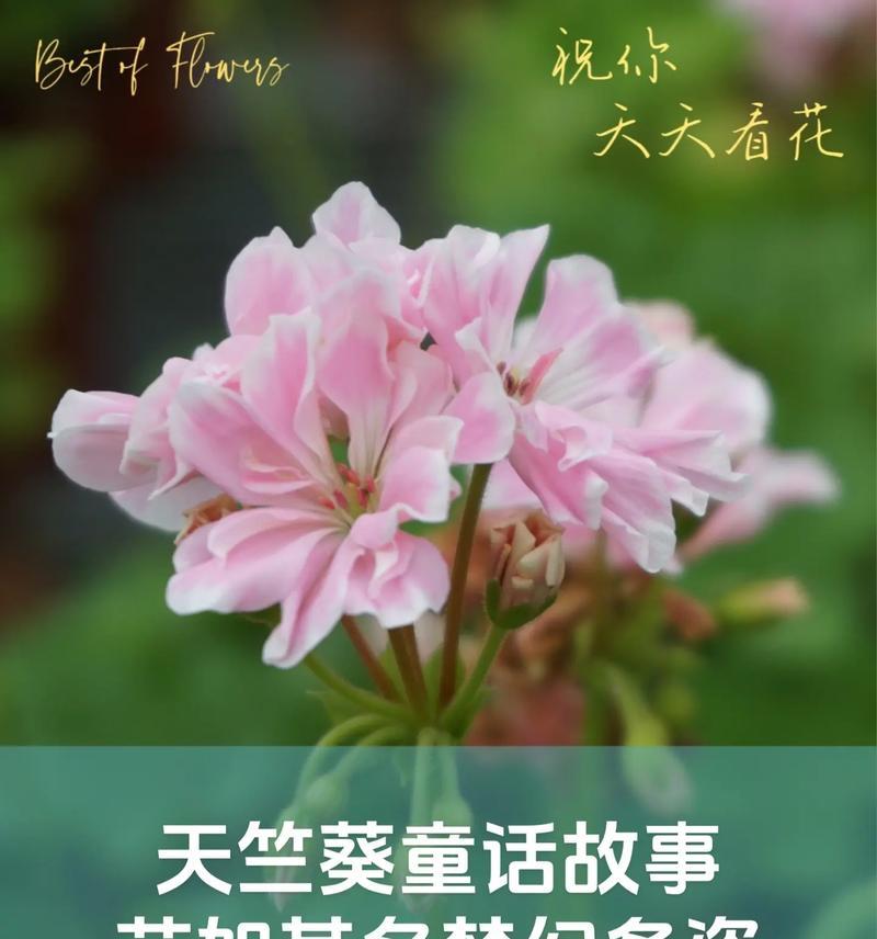 金沙石养护天竺葵的正确方法是什么？