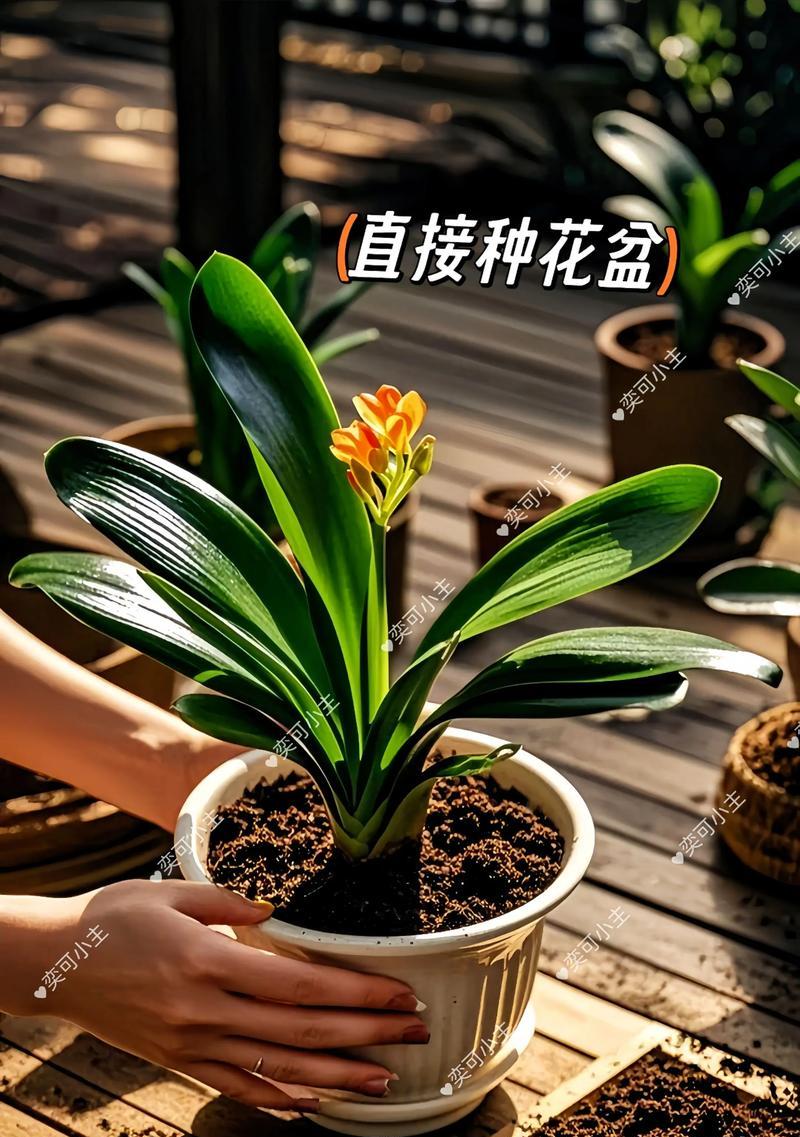 君子兰圆头花苗的养护技巧有哪些？