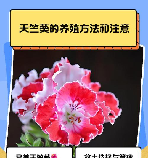 天竺葵老桩秋季换盆方法是什么？需要注意哪些问题？