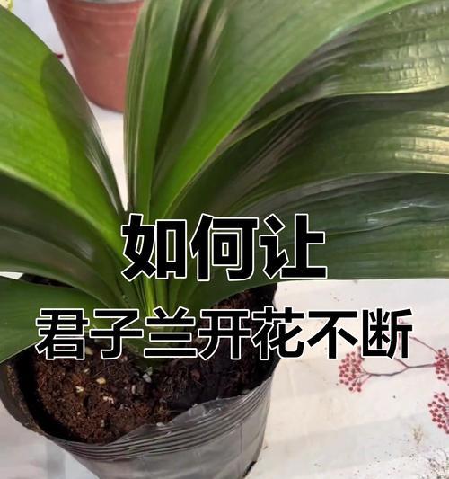 君子兰小角色的养护技巧有哪些？