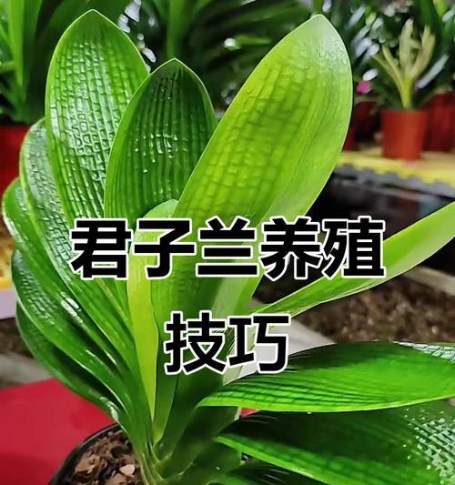君子兰小角色的养护技巧有哪些？