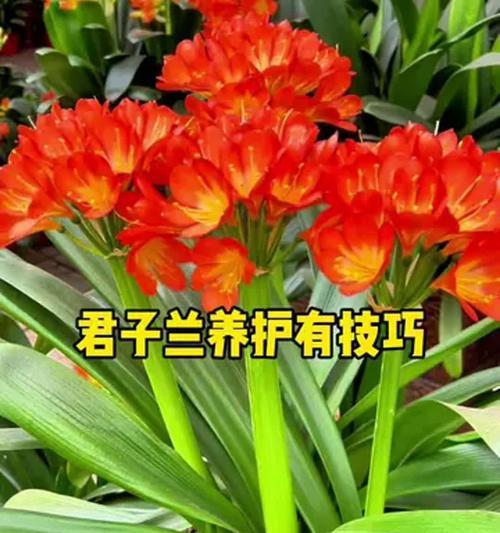 君子兰小角色的养护技巧有哪些？