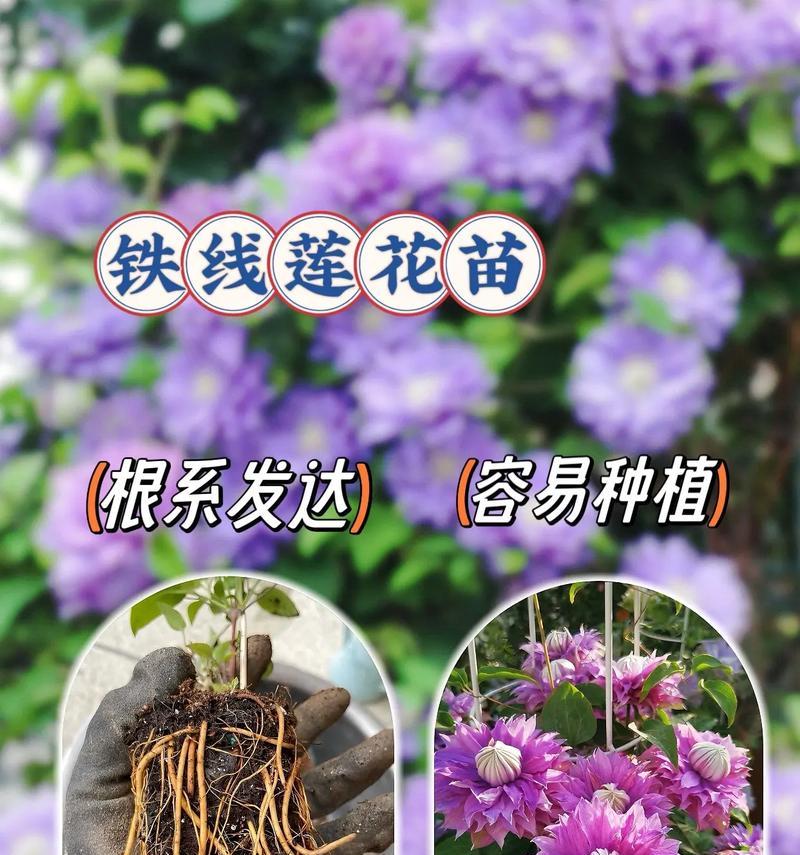 如何养出美观的铁线莲？