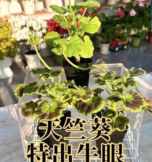 天竺葵无性种苗的正确养护方法是什么？
