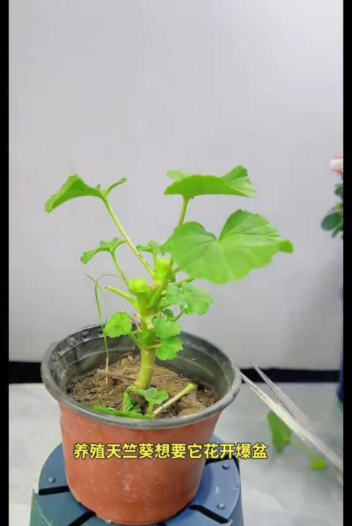 天竺葵无性种苗的正确养护方法是什么？