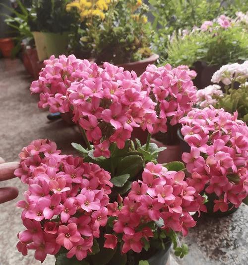 农村露天阳台种什么花？哪些植物适合户外环境？