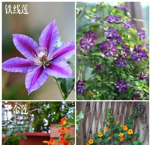 农村露天阳台种什么花？哪些植物适合户外环境？