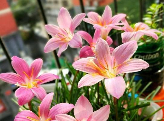 农村露天阳台种什么花？哪些植物适合户外环境？
