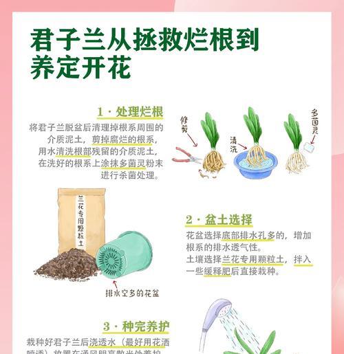 君子兰用兰花土怎么种？种植君子兰的土壤选择？