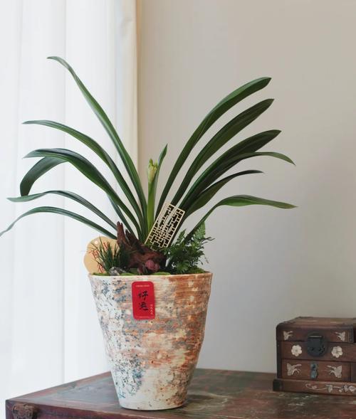 君子兰用兰花土怎么种？种植君子兰的土壤选择？