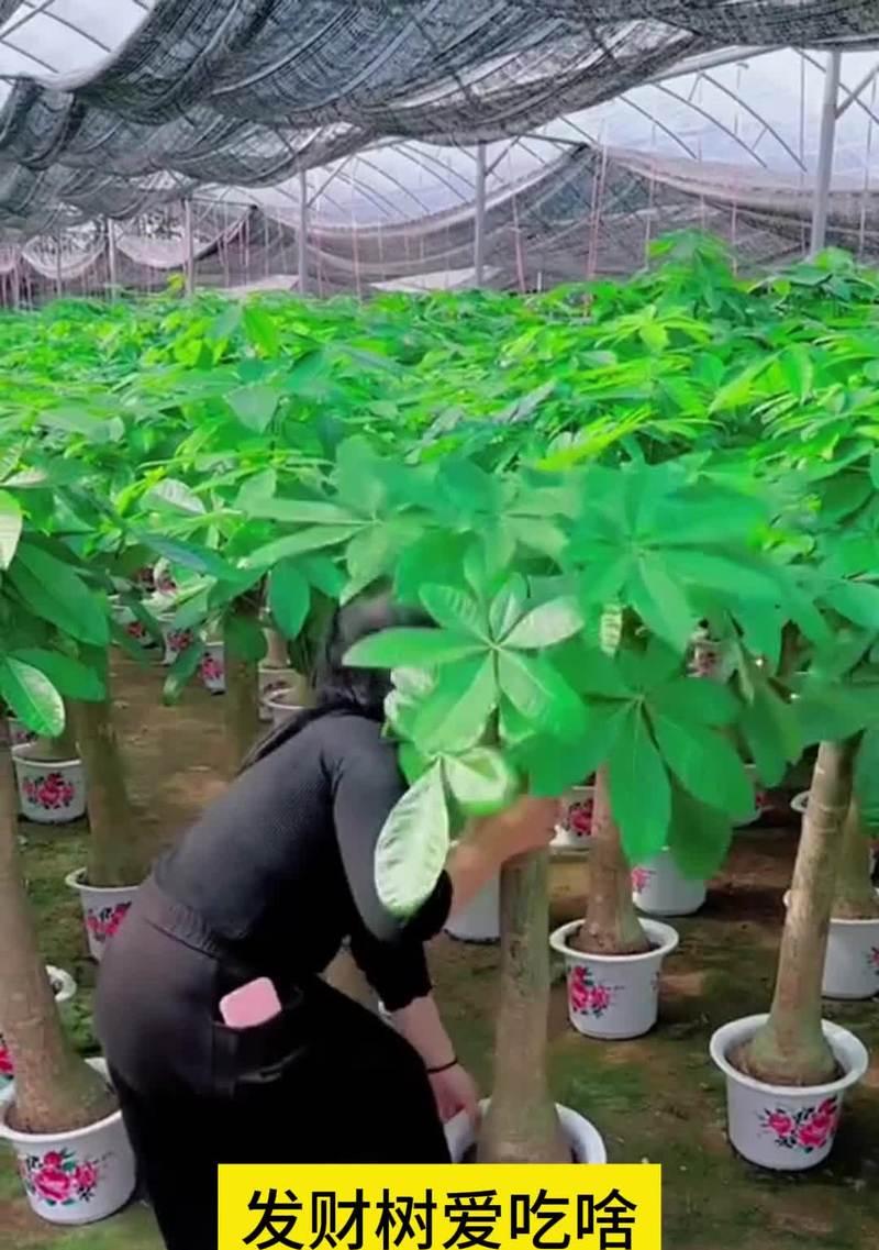 花盆种植树木的栽培技术要点是什么？