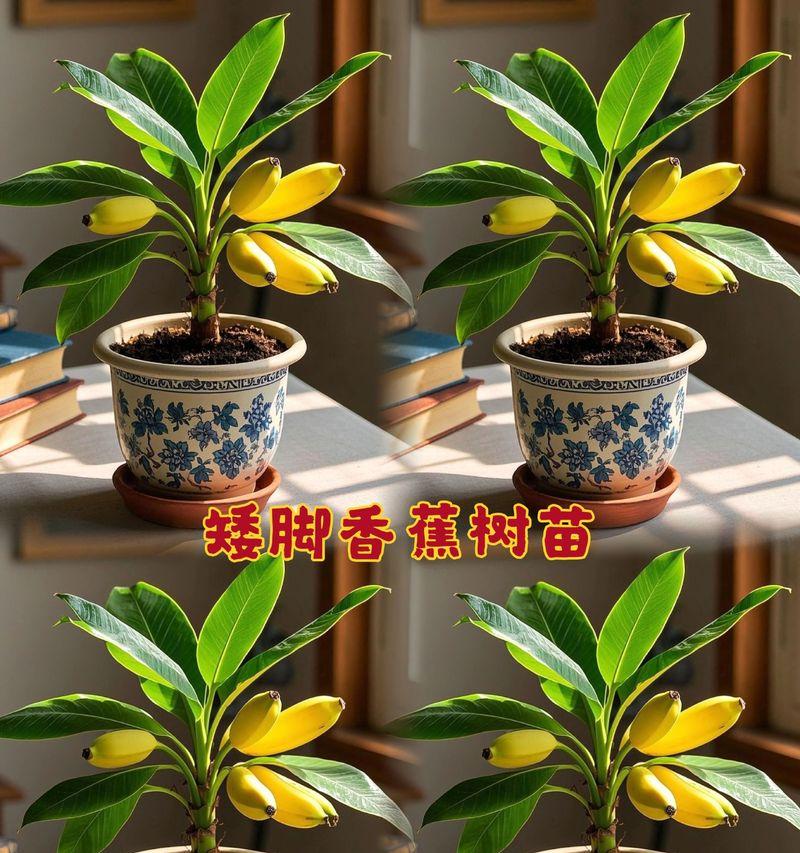 花盆种植树木的栽培技术要点是什么？