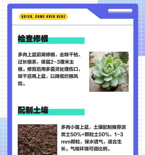 花盆种植树木的栽培技术要点是什么？