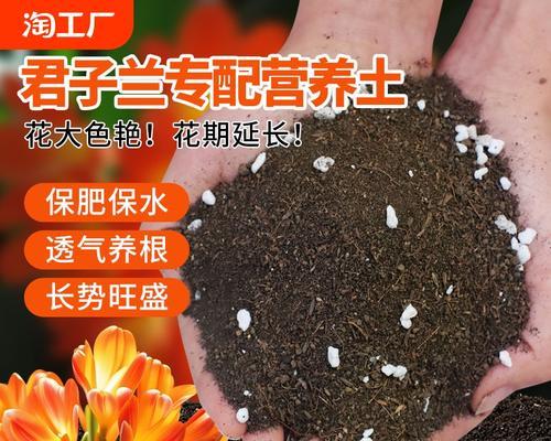 君子兰盆土未干透时应如何处理？