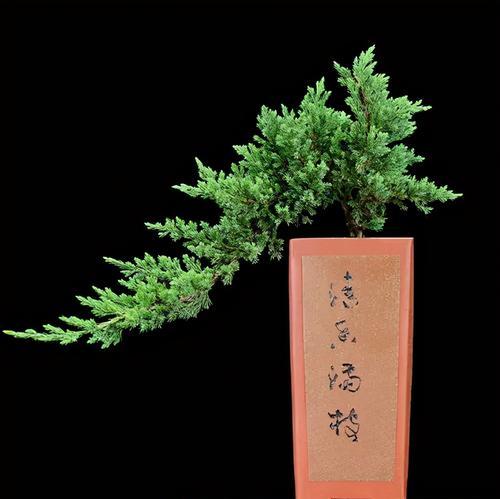 盆景花盆排水不良怎么办？