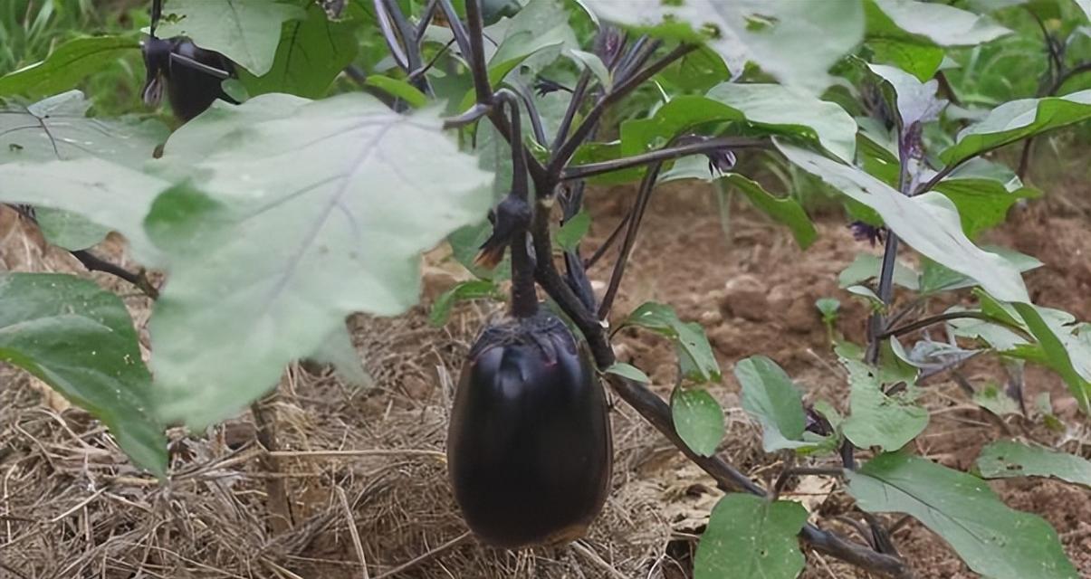 秋茬豆角播种时间是什么时候？最佳播种期是什么时候？