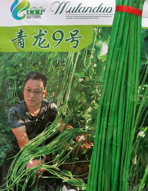 秋茬豆角播种时间是什么时候？最佳播种期是什么时候？