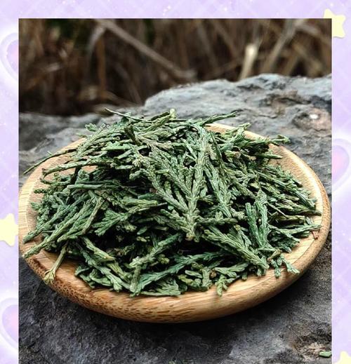 侧柏树叶子发黄的恢复方法是什么？
